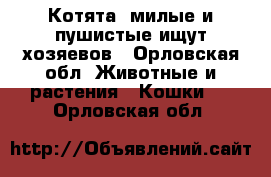 Котята  милые и пушистые ищут хозяевов - Орловская обл. Животные и растения » Кошки   . Орловская обл.